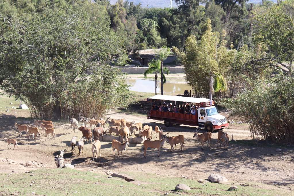 Turistas atrapados en Zoológico Guadalajara: violencia descontrolada